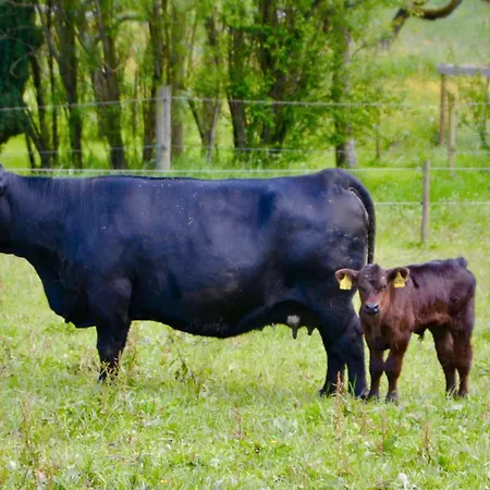 招待所 Vogtsmichelhof - Haupthaus