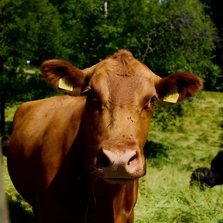 Vogtsmichelhof - Haupthaus 招待所